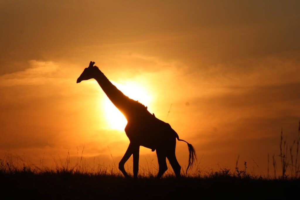 20241114 Foto Giraffe 20241114 Foto Giraffe