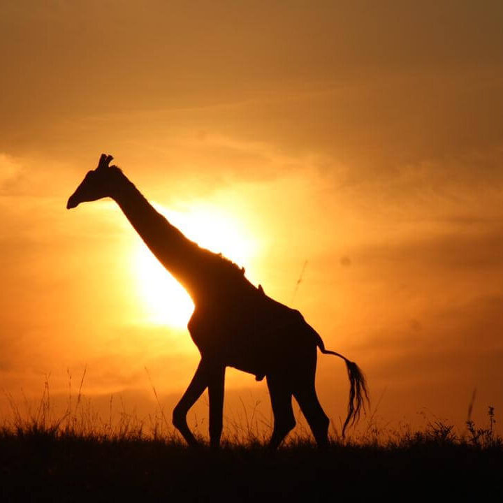 20241114 Foto Giraffe